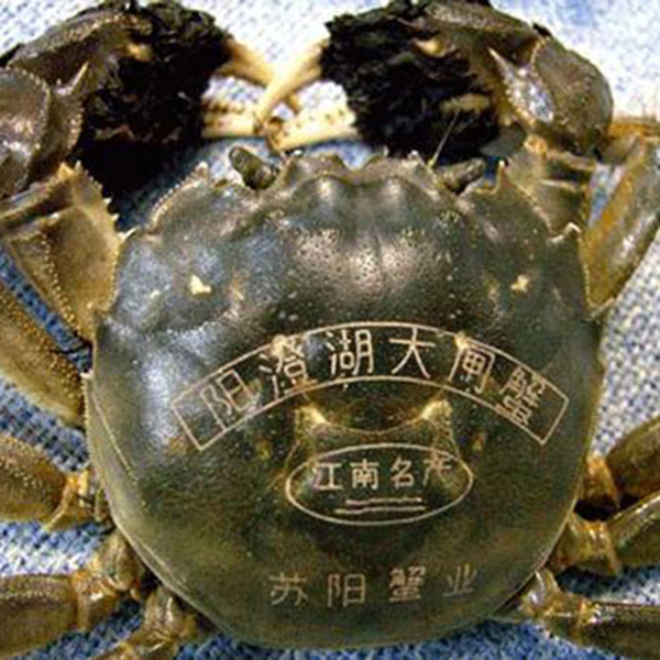 螃蟹打標展示圖